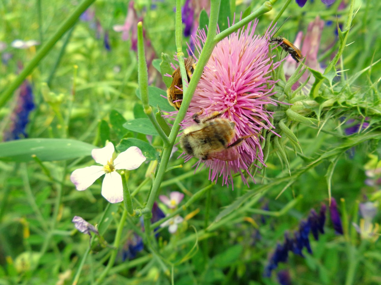 Bienen tekijältä Martina Konitzky