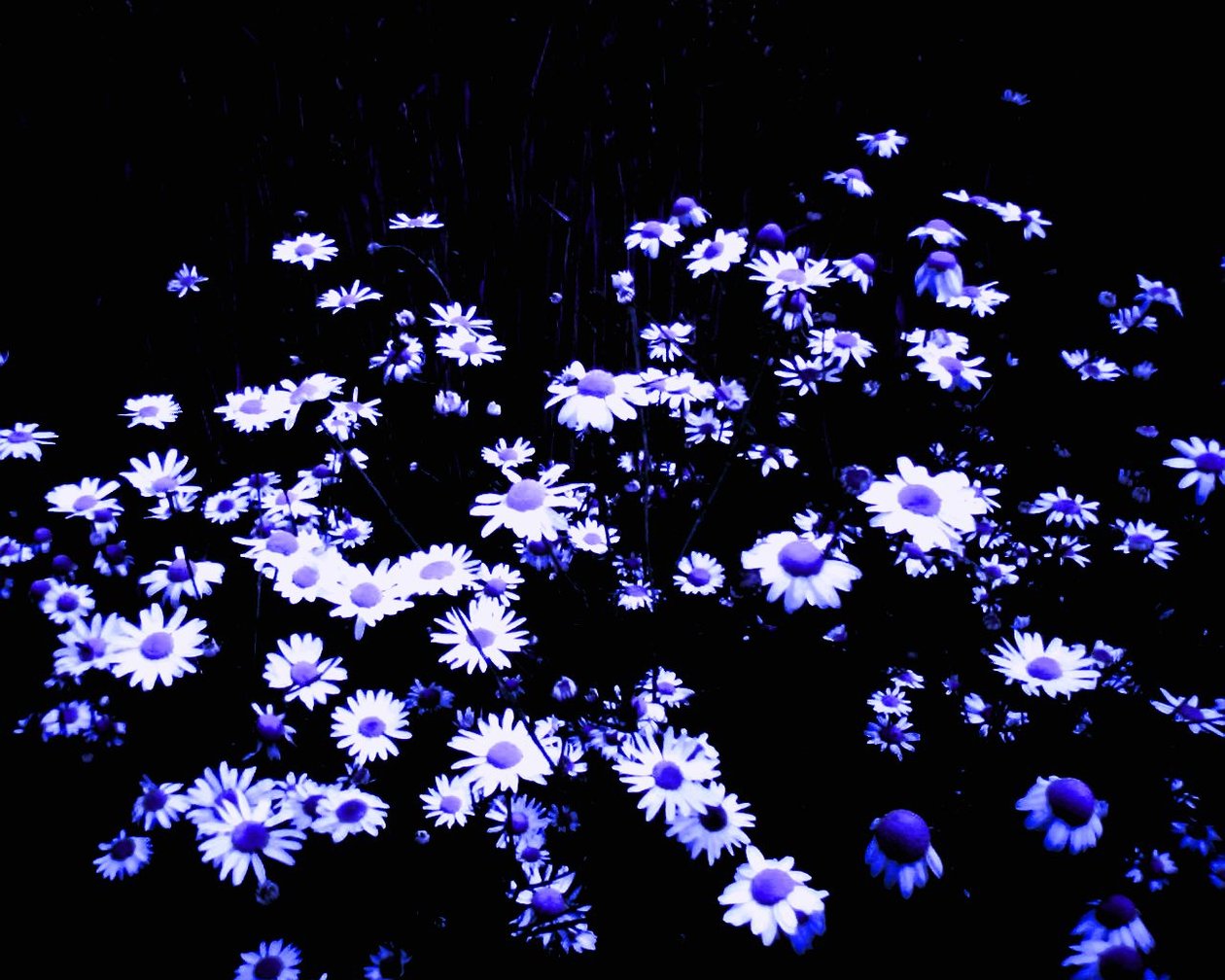 Blumen am Feldrand tekijältä Martina Konitzky