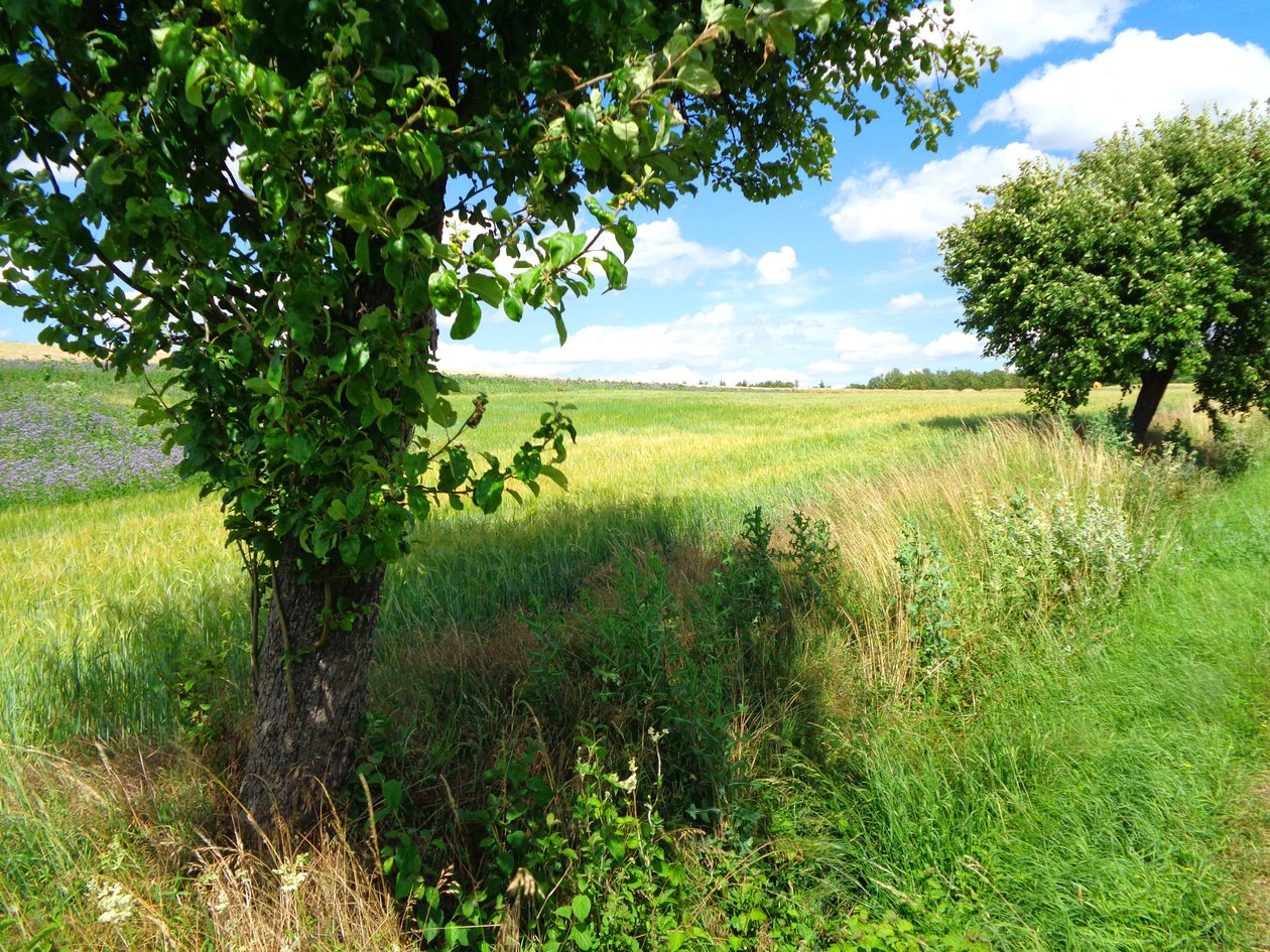Feldweg im Sommer tekijältä Martina Konitzky