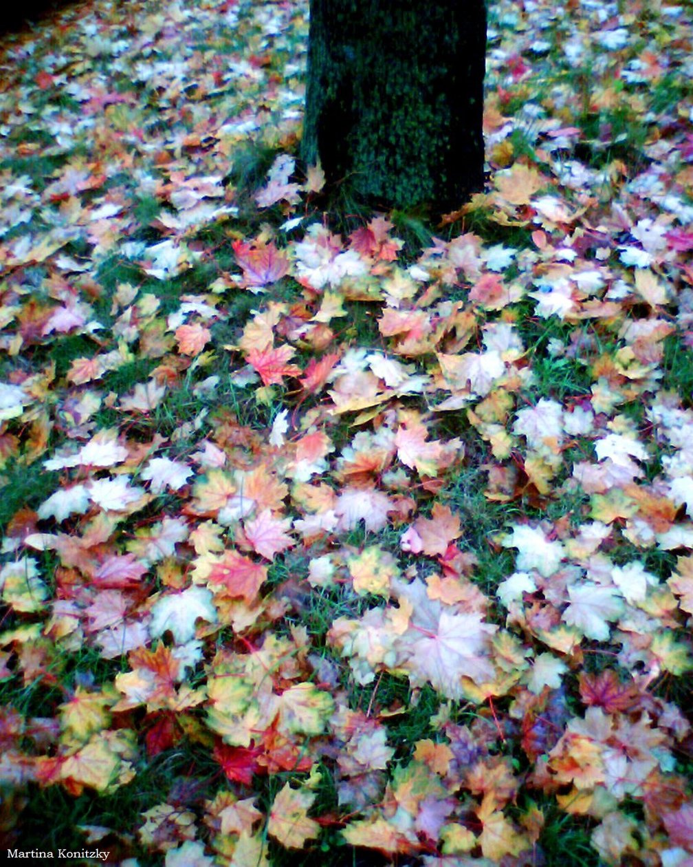 Herbst tekijältä Martina Konitzky