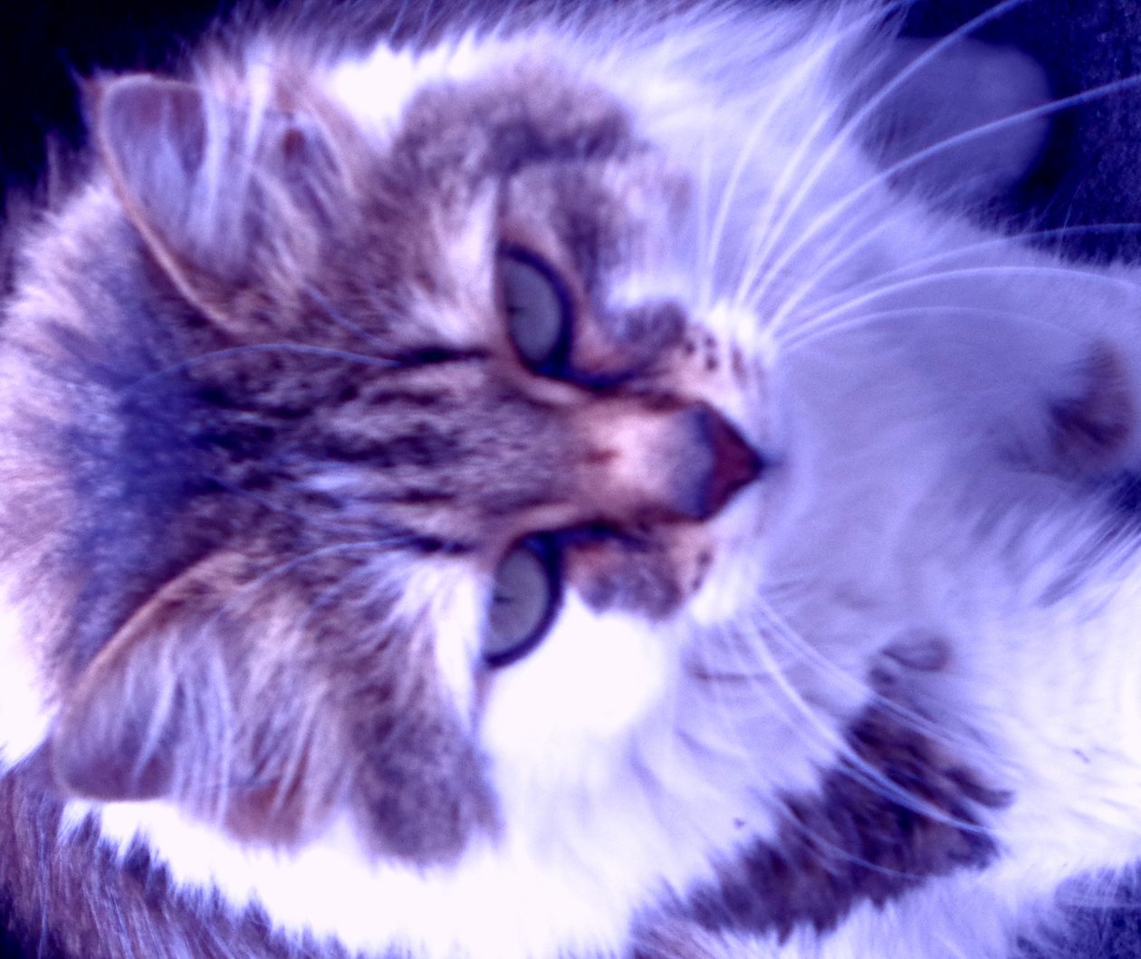 Kitty Lila tekijältä Martina Konitzky