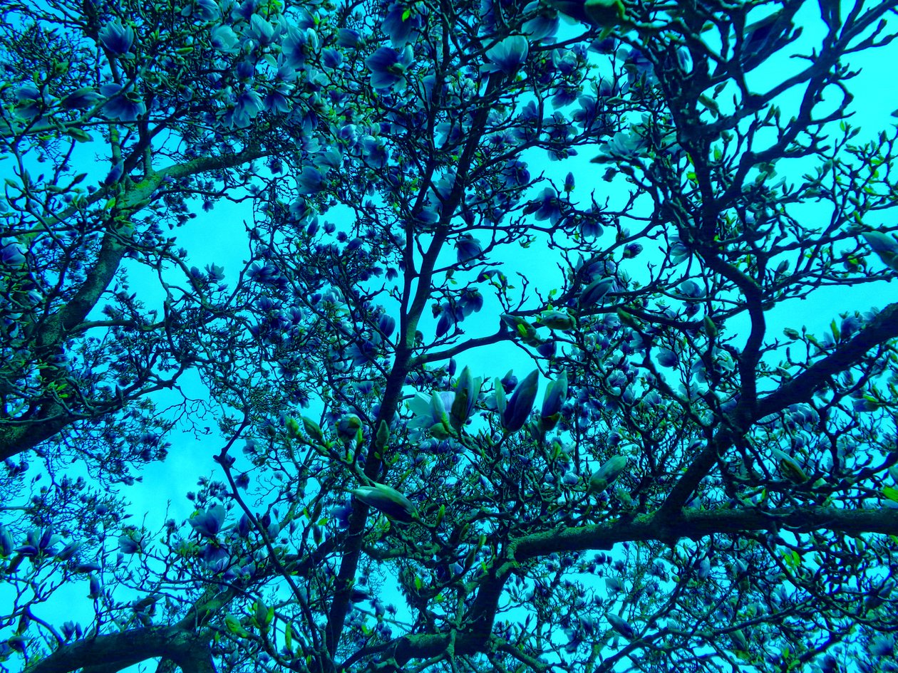 Magnolian sininen tekijältä Martina Konitzky
