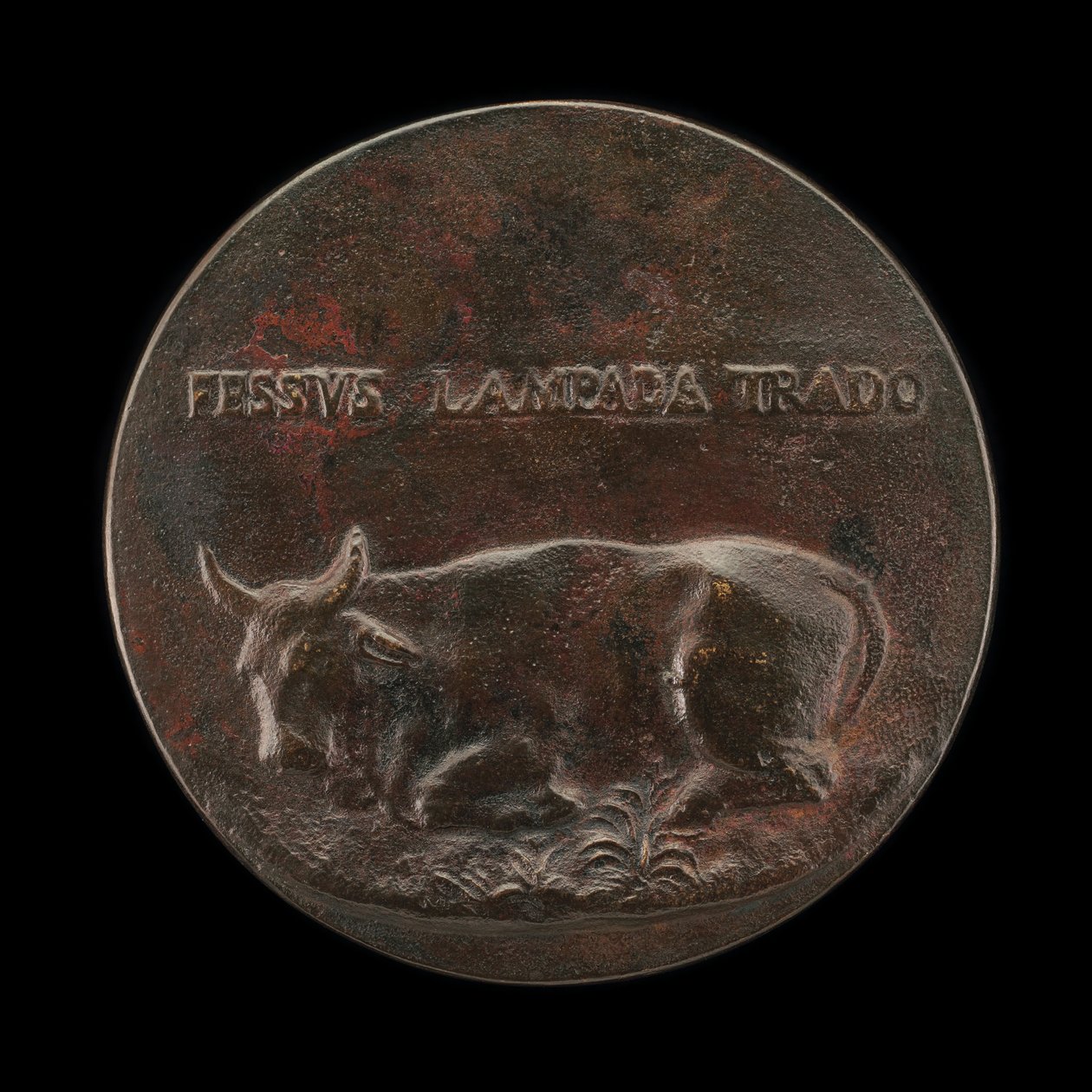Makaava nauta [taaksepäin]. tekijältä Martino da Bergamo