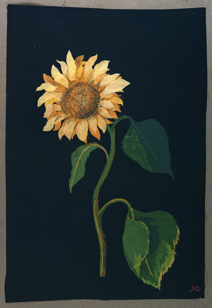 Auringonkukka (paperikollaasi) tekijältä Mary Granville Delany