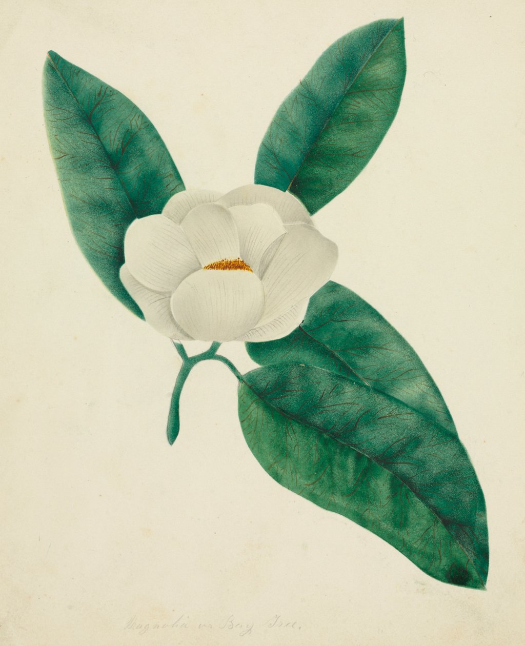 Magnolia. tekijältä Mary Altha Nims