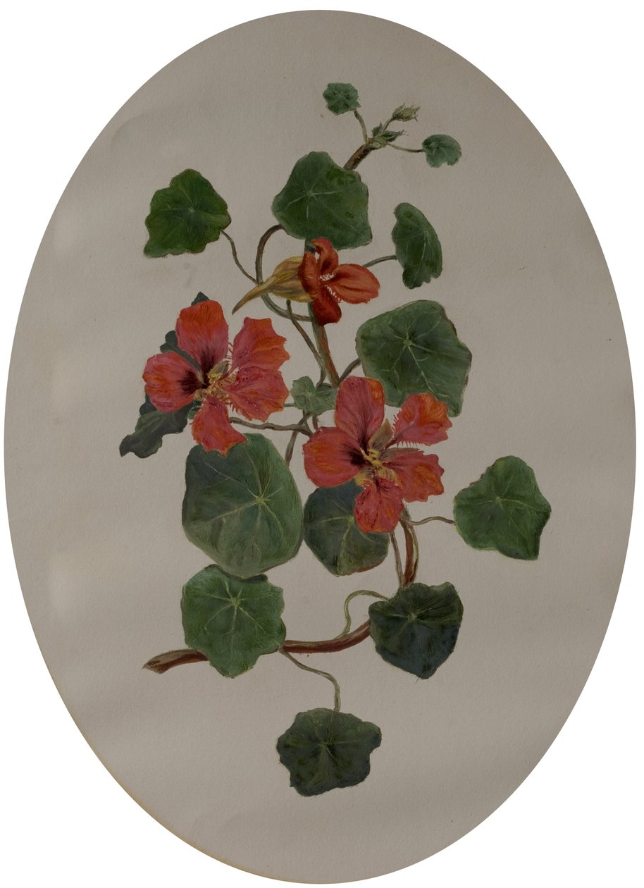 Nasturtiums, n. 1870 (öljy paperille) tekijältä Mary Dakeyne Townroe