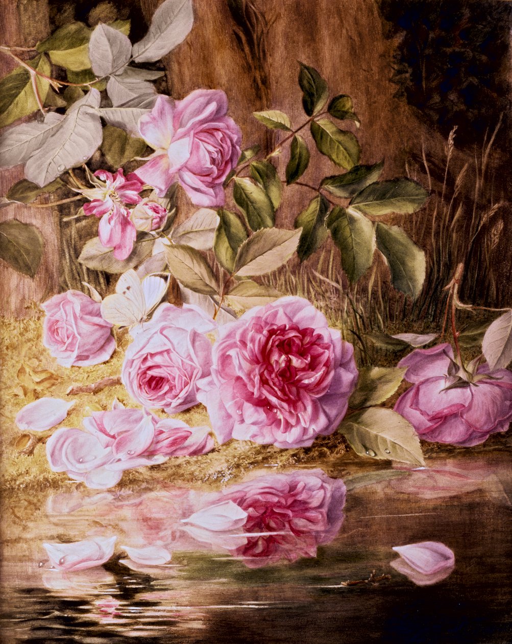 Blairie Roses (akvarelli paperille) tekijältä Mary Elizabeth Duffield