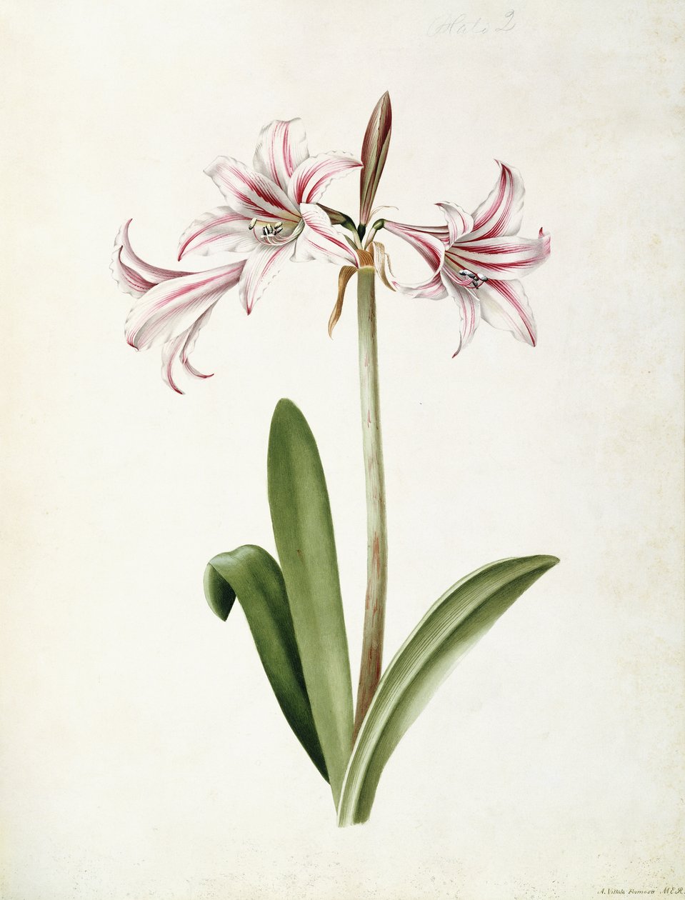 (Amaryllis) Vittata Formosa tekijältä Mary Elizabeth Rosenberg