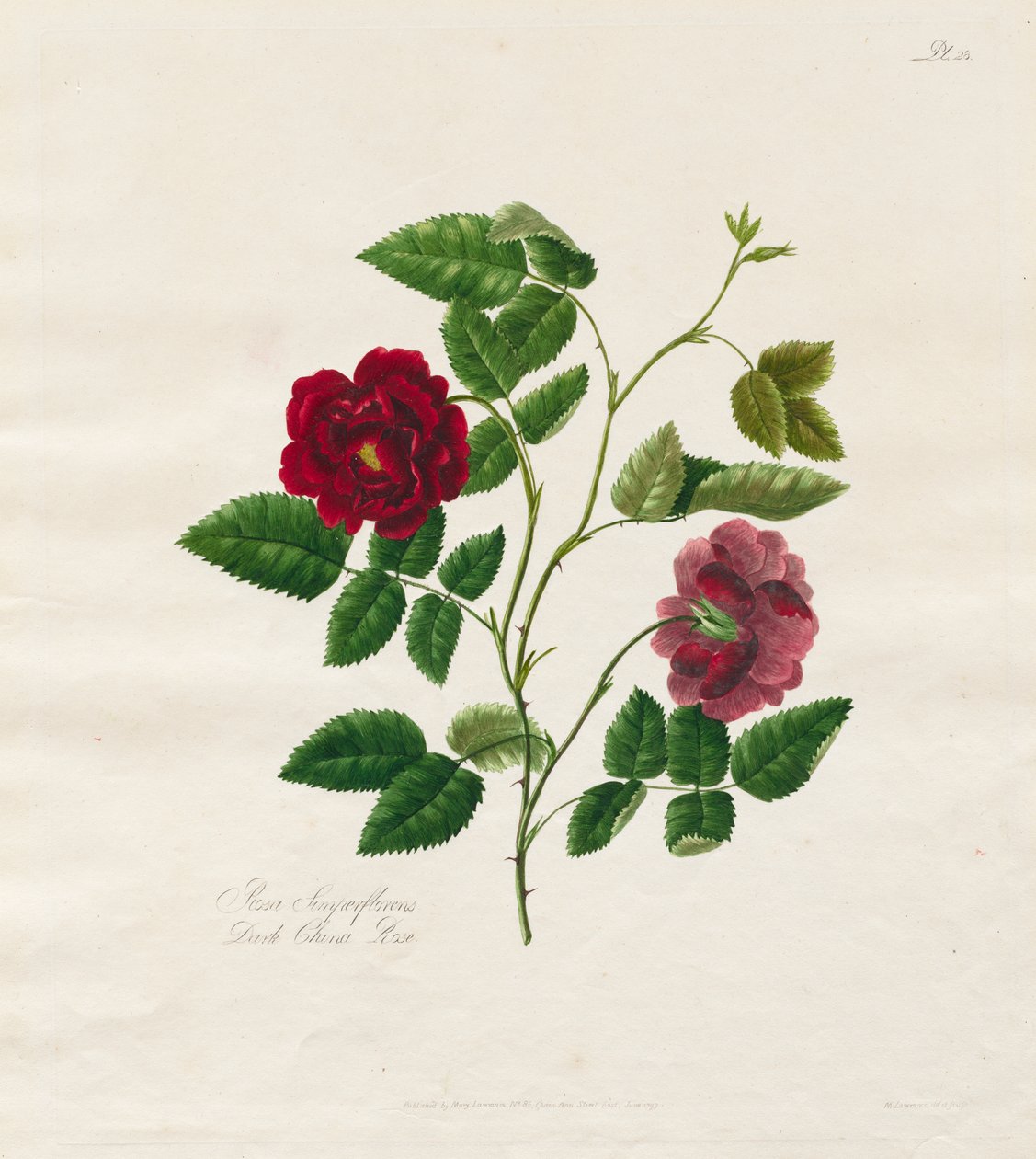 Kokoelma ruusuja luonnosta: Dark China Rose tekijältä Mary Lawrence