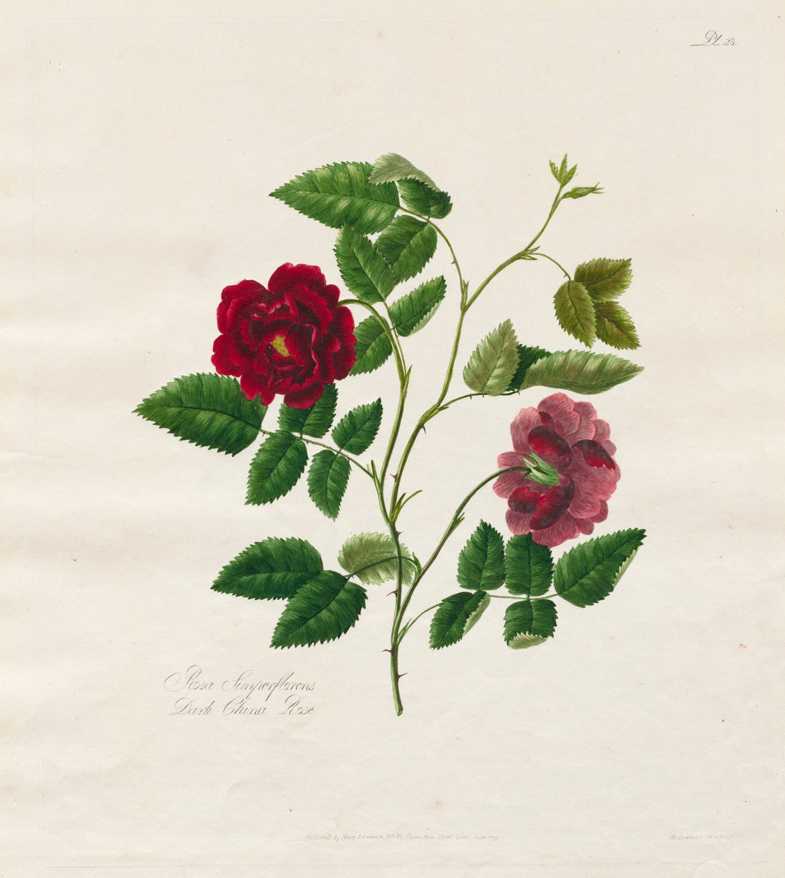 Kokoelma ruusuja luonnosta: Dark China Rose, 1799. tekijältä Mary Lawrence