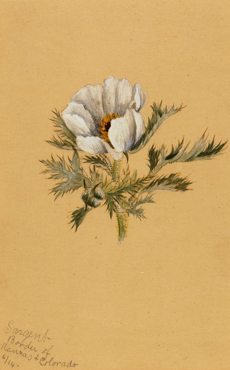 (Nimetön) (Kukkatutkimus) tekijältä Mary Vaux Walcott