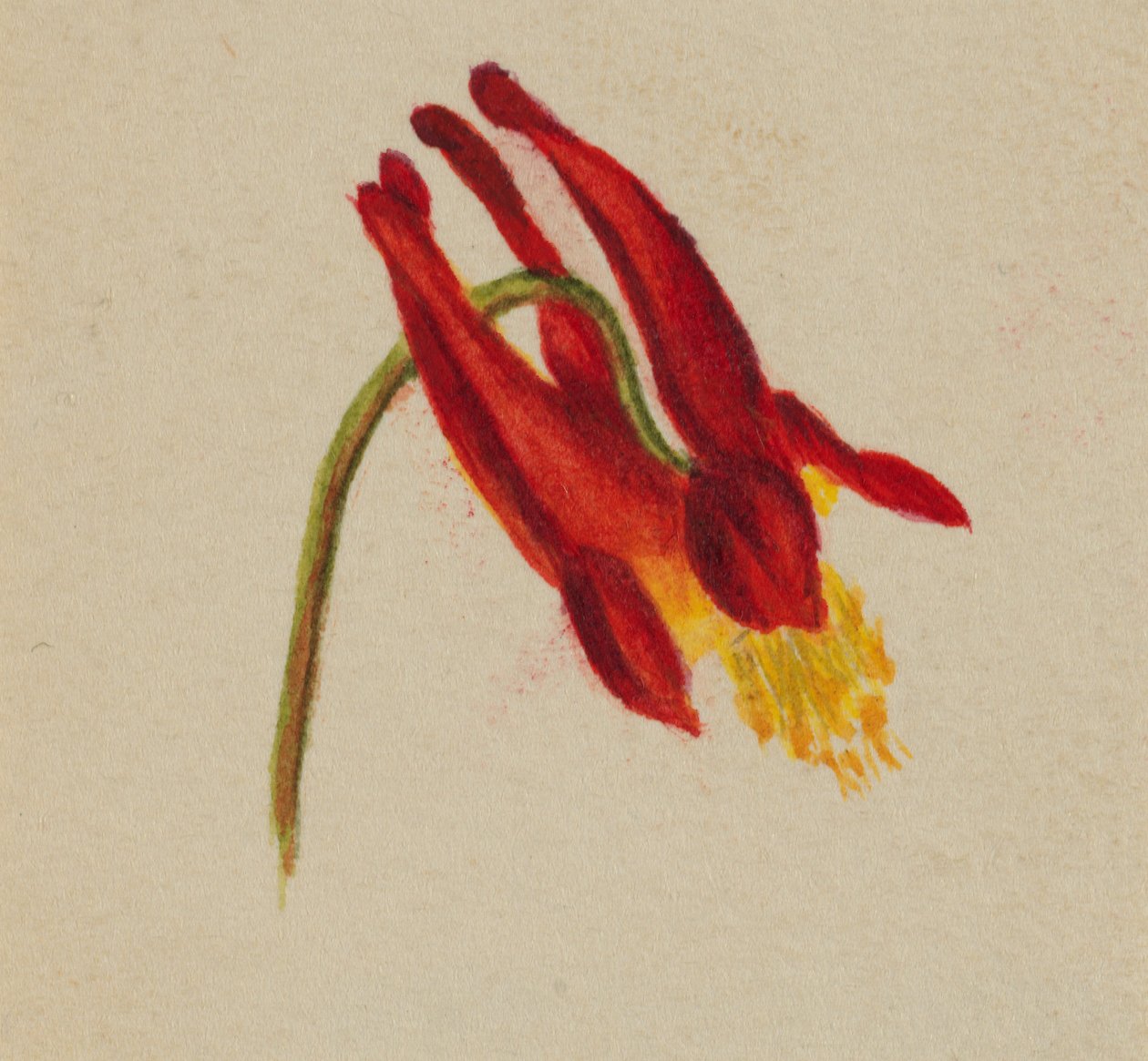 (Untitled) tekijältä Mary Vaux Walcott