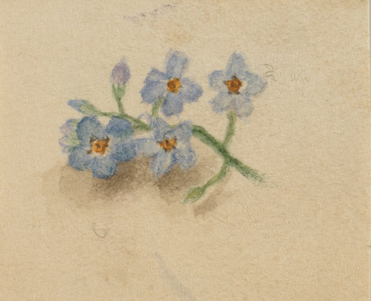 (Untitled) tekijältä Mary Vaux Walcott
