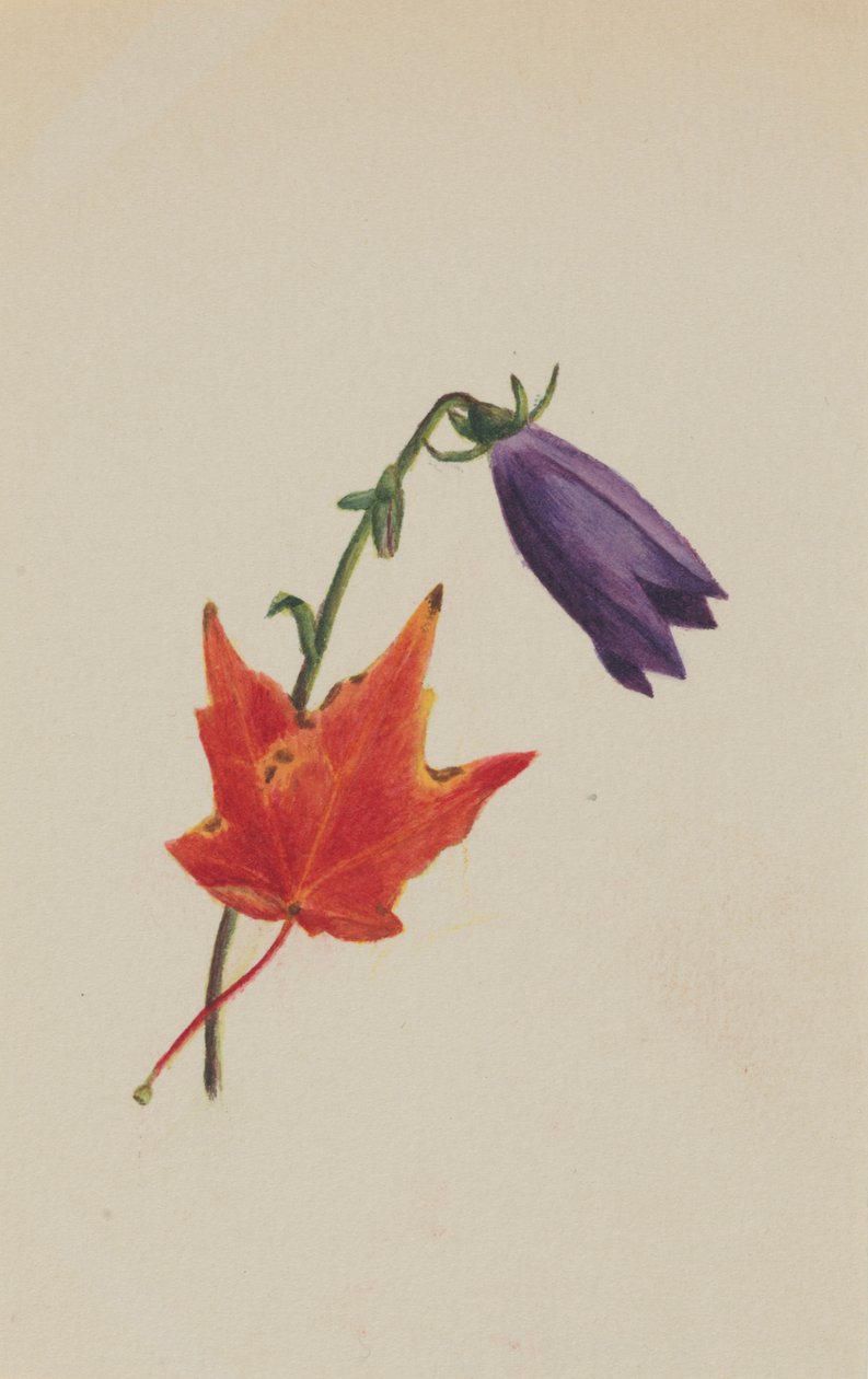 (Untitled) tekijältä Mary Vaux Walcott
