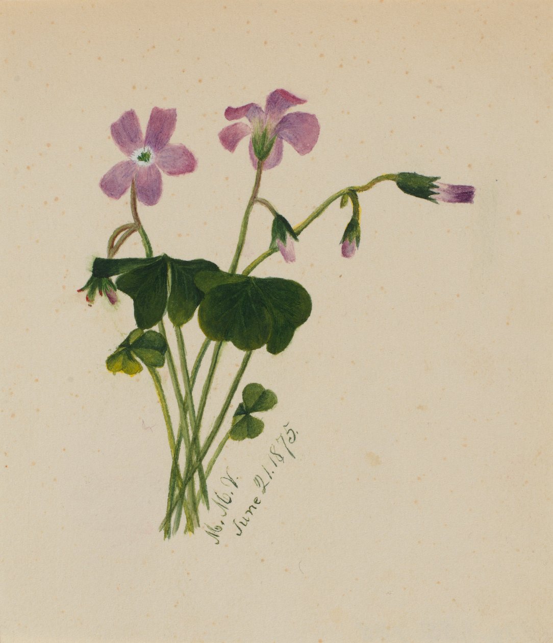 (Untitled) tekijältä Mary Vaux Walcott