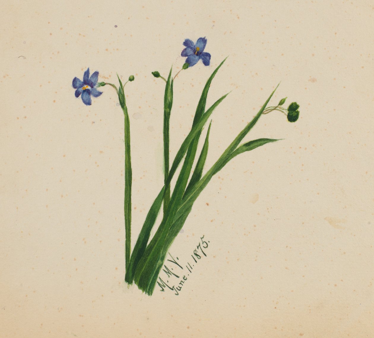 (Untitled) tekijältä Mary Vaux Walcott