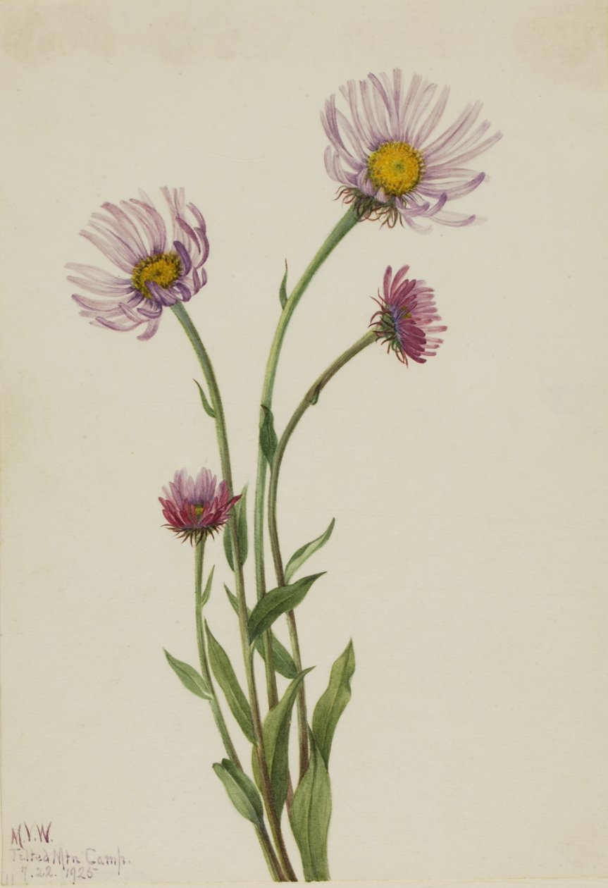 Alaskan kirppukukka (Erigeron salsuginosus) tekijältä Mary Vaux Walcott