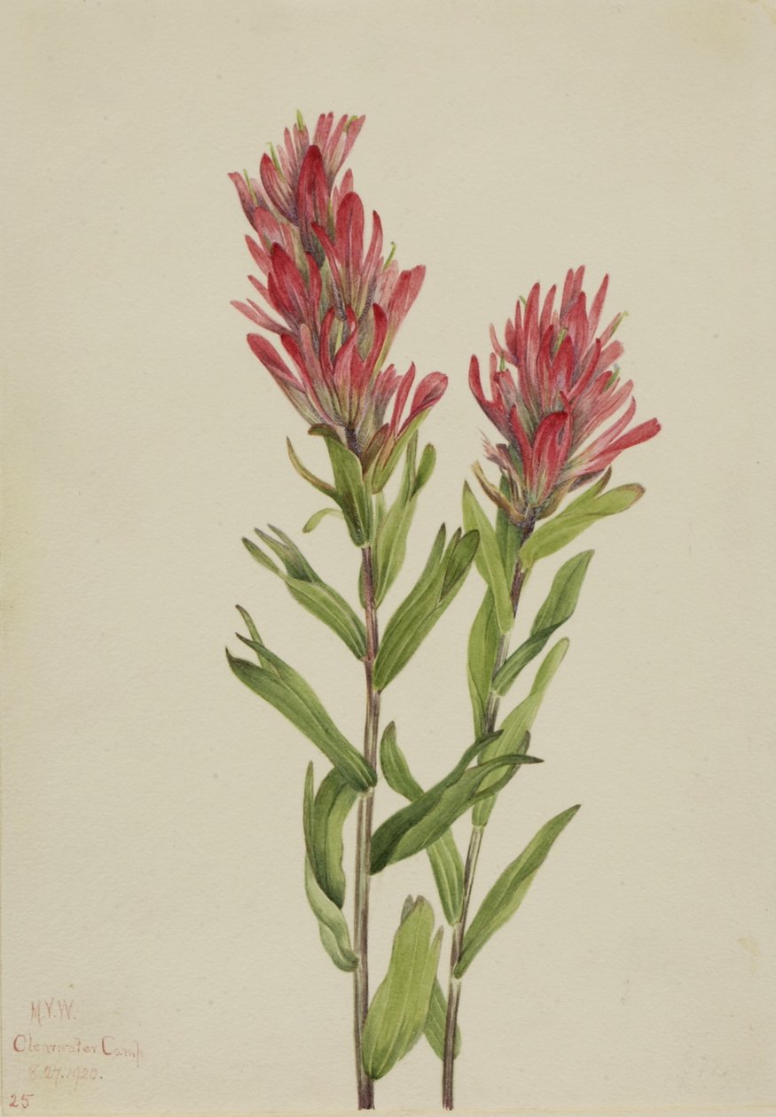 Alberta Paintbrush (Catilleja miniata) tekijältä Mary Vaux Walcott