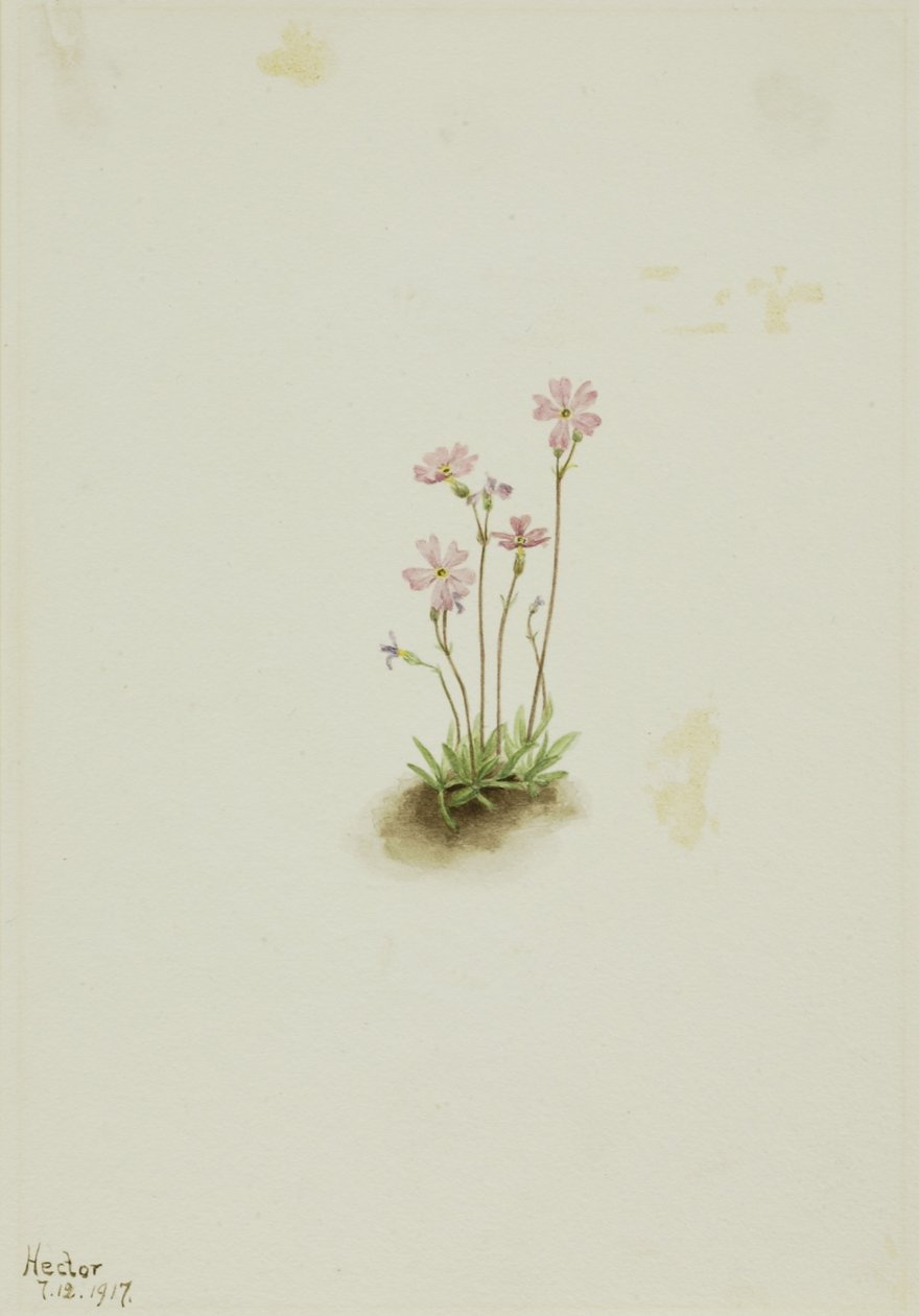 Alberta Primrose (Primula maccalliana) tekijältä Mary Vaux Walcott