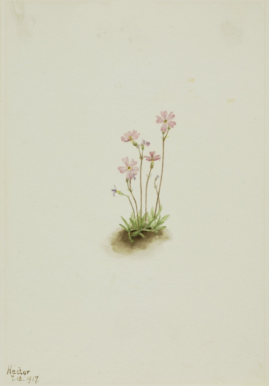 Alberta Primrose Primula maccalliana, 1917. tekijältä Mary Vaux Walcott