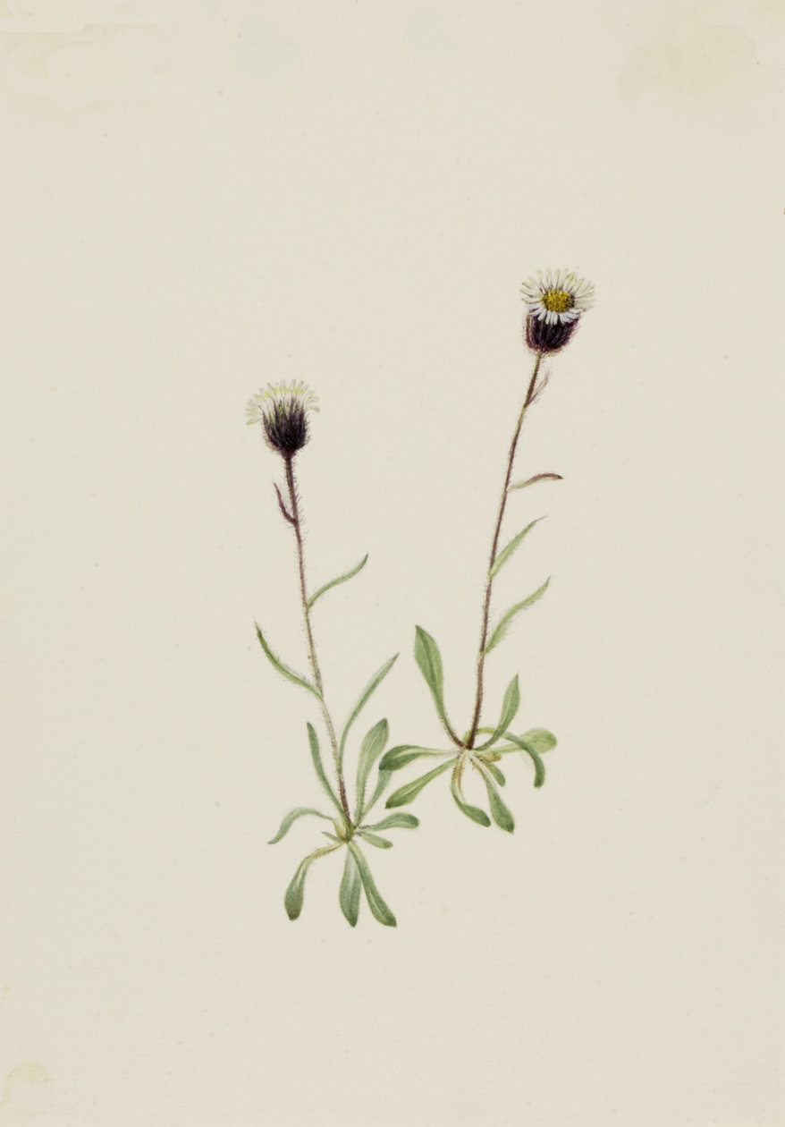 Aleuttikirppu erigeron unalaschensis, n.d. tekijältä Mary Vaux Walcott