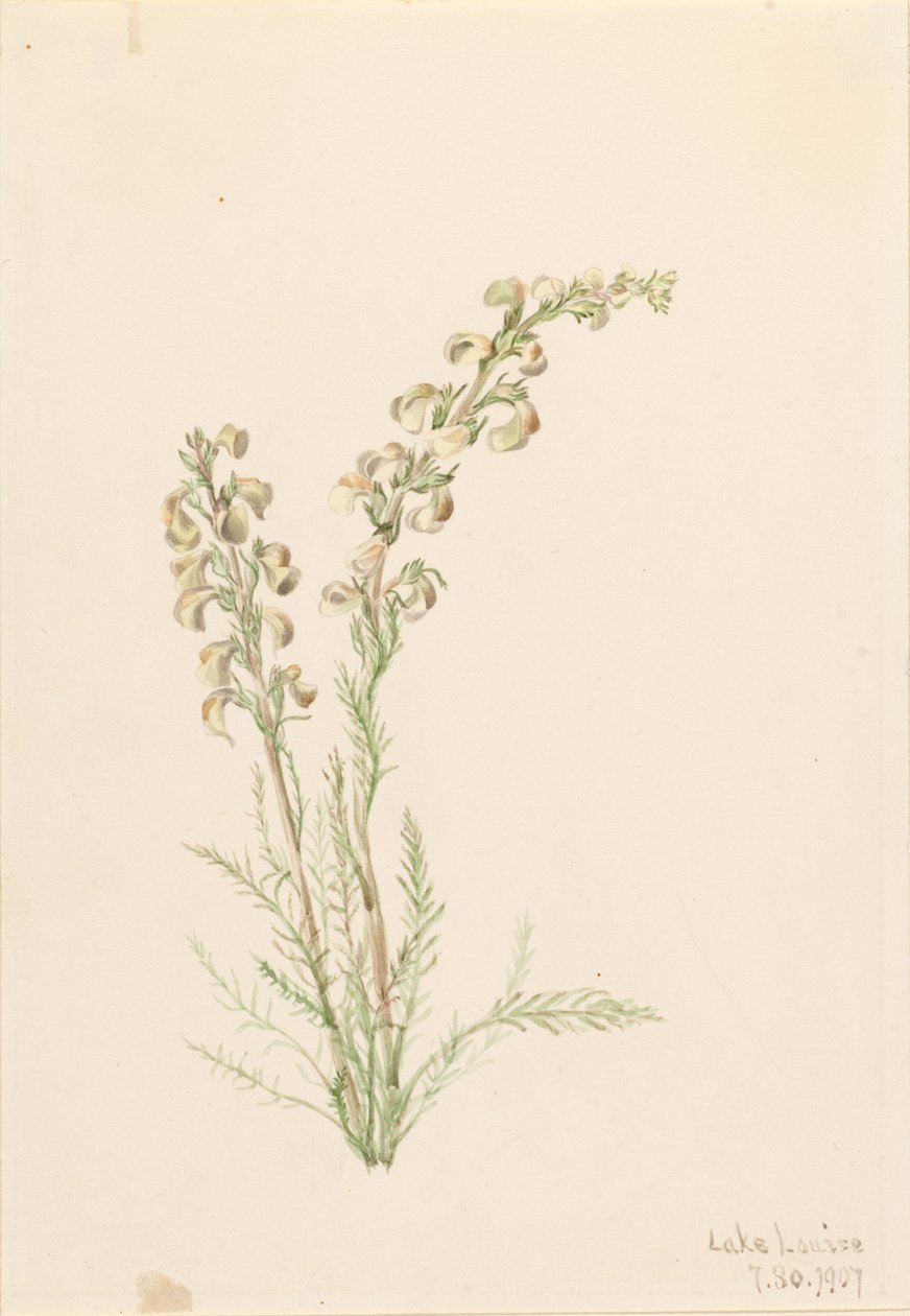 Alpine Fernlife (Pedicularis contorta) tekijältä Mary Vaux Walcott