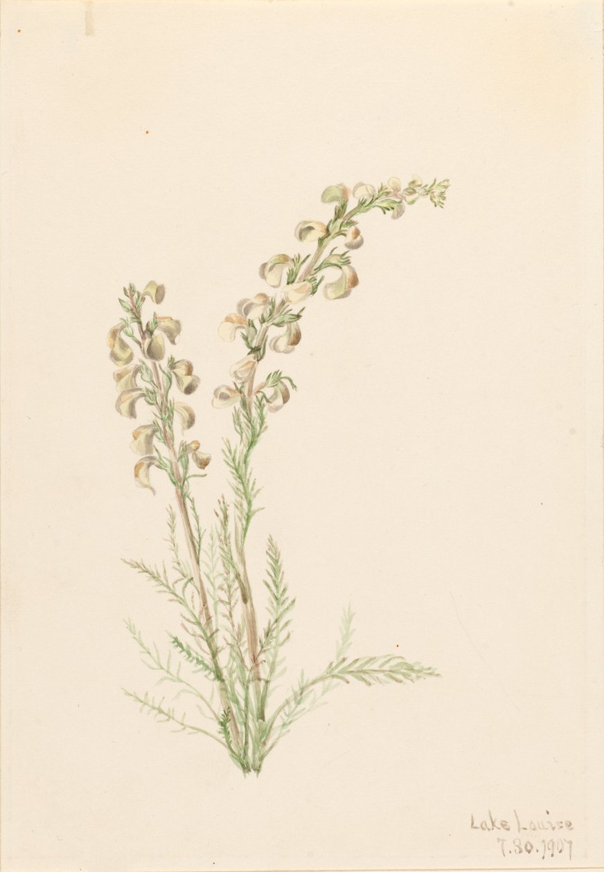 Alpine Fernlife Pedicularis contorta, 1907. tekijältä Mary Vaux Walcott