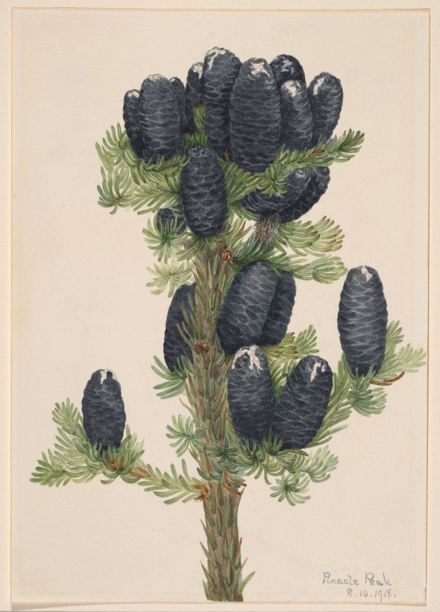 Alppikuusi (Abies lasiocarpa) tekijältä Mary Vaux Walcott