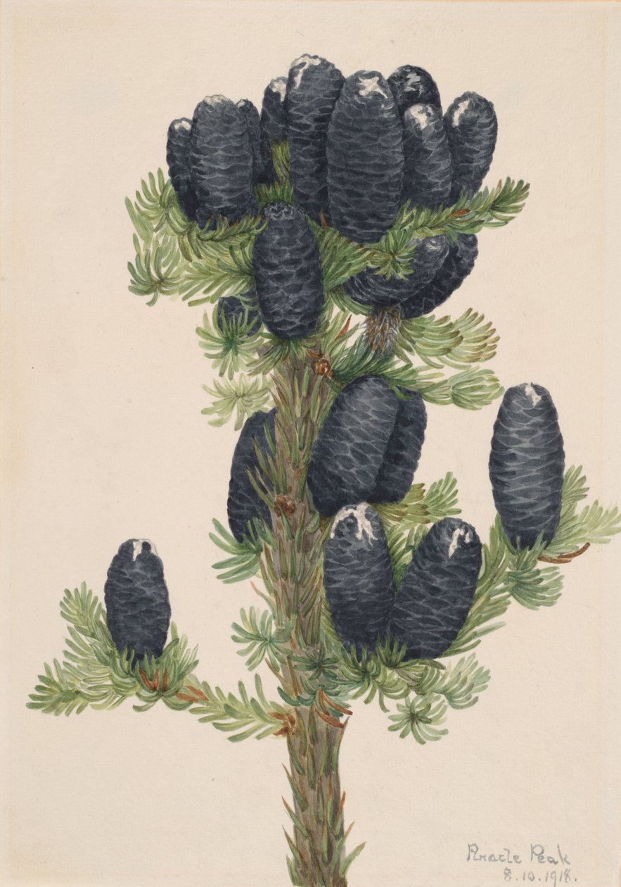Alpine Fir Abies lasiocarpa, 1918. tekijältä Mary Vaux Walcott