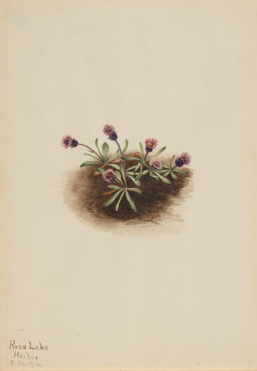 Alpine Fleabane Erigeron unalaschcensis, 1916. tekijältä Mary Vaux Walcott