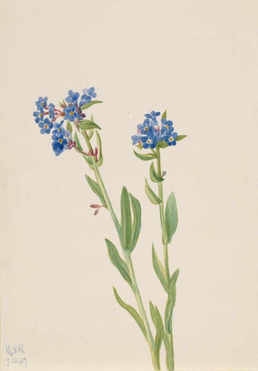 Alppien unohtamatta jättäminen (Myosotis alpestris) tekijältä Mary Vaux Walcott