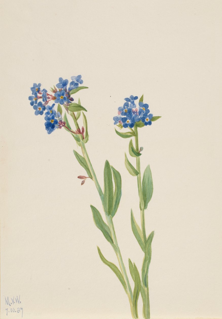 Alpine Forget-Me-Not Myosotis alpestris, 1937. tekijältä Mary Vaux Walcott