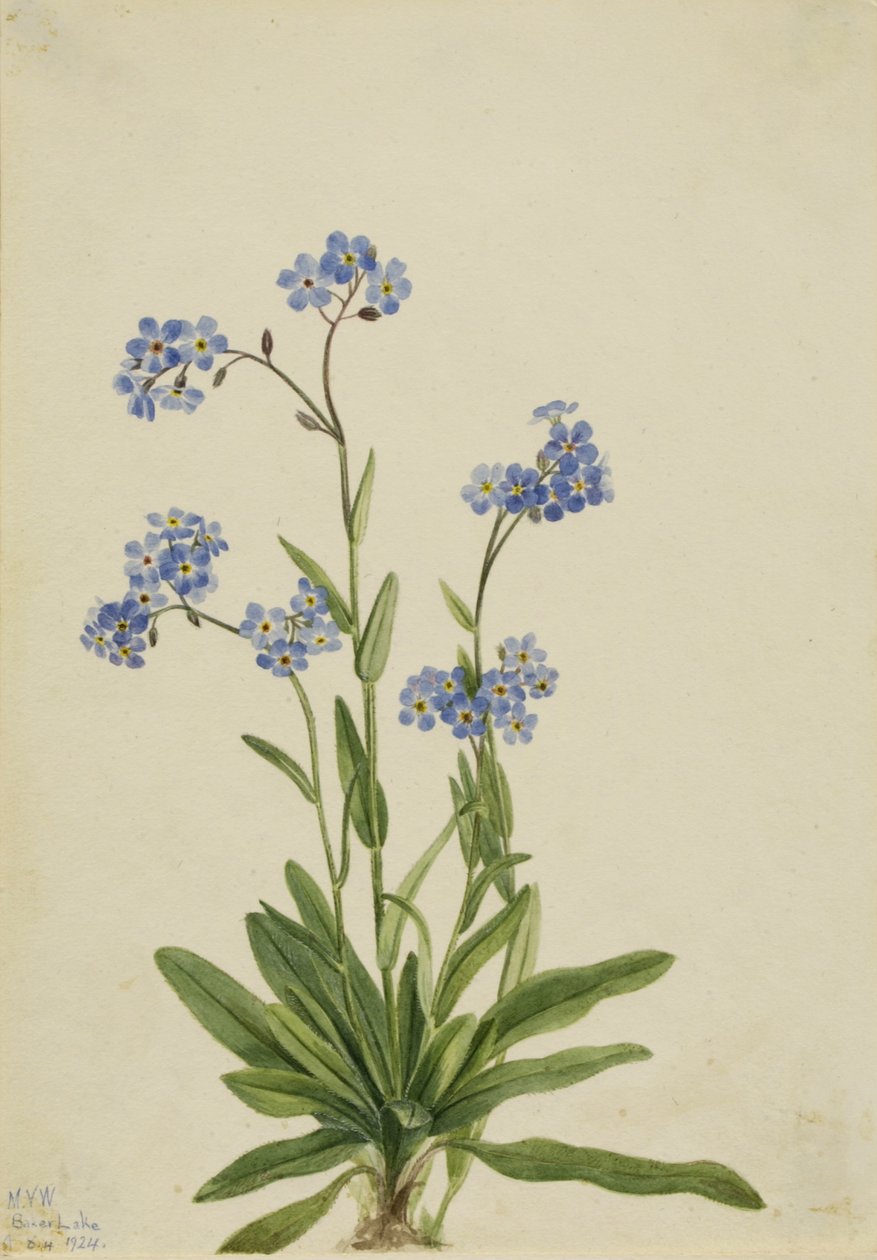 Alppien unohdusnuotti (Myosotis alpestris) tekijältä Mary Vaux Walcott
