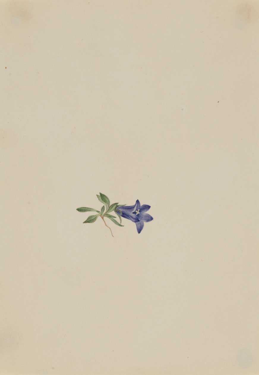Alppikello (Campanula lasiocarpa) tekijältä Mary Vaux Walcott