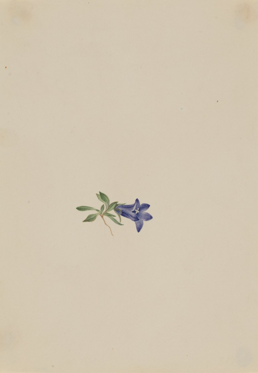 Alpine Harebell Campanula lasiocarpa, n.d. tekijältä Mary Vaux Walcott