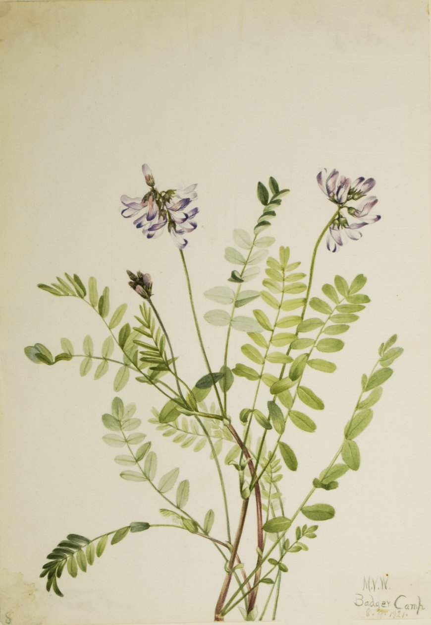 Alppimaitohorsma (Astragalus alpinus) tekijältä Mary Vaux Walcott