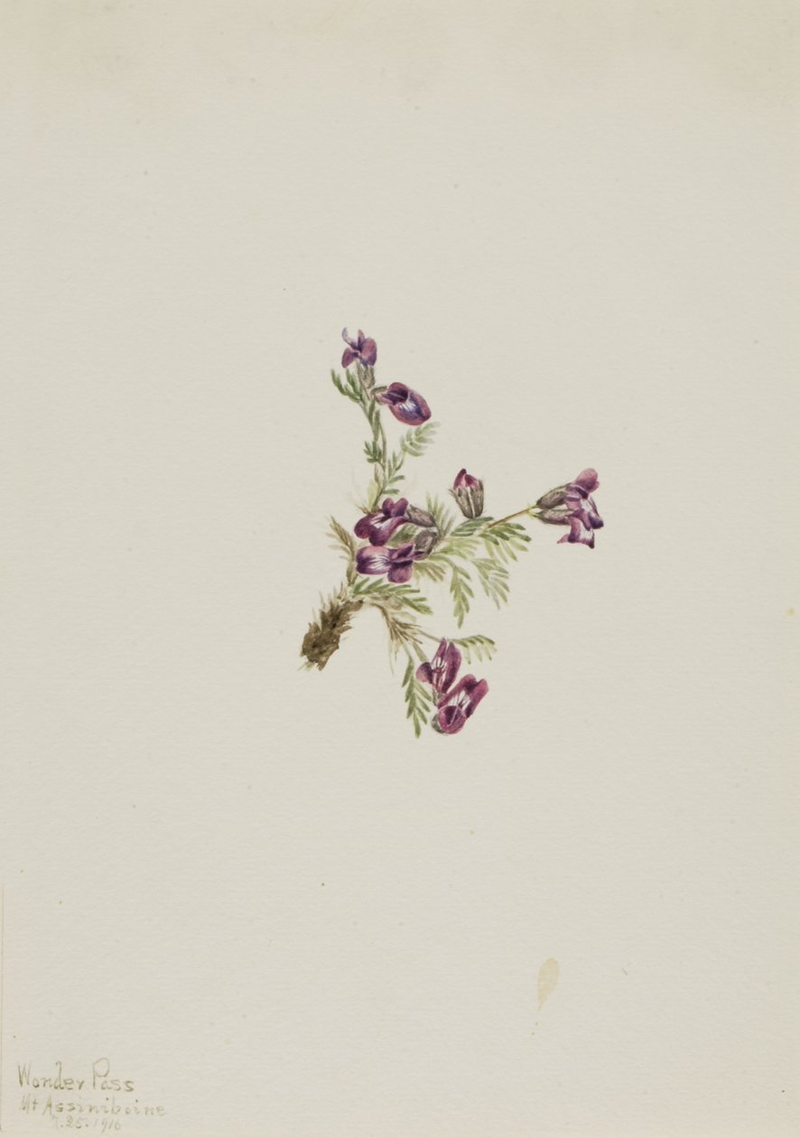 Alppipistiäinen (Oxytropis podocarpa) tekijältä Mary Vaux Walcott