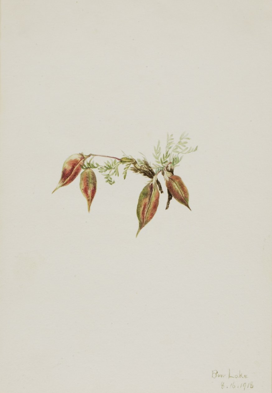 Alppipistiäinen (Oxytropis podocarpa) tekijältä Mary Vaux Walcott