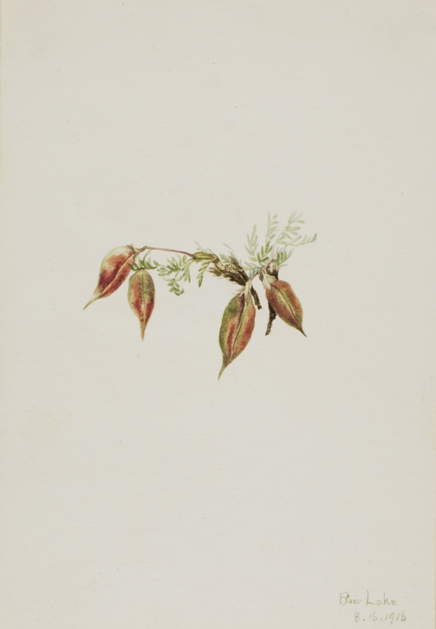 Alpine Pointvetch Oxytropis podocarpa, 1918. tekijältä Mary Vaux Walcott