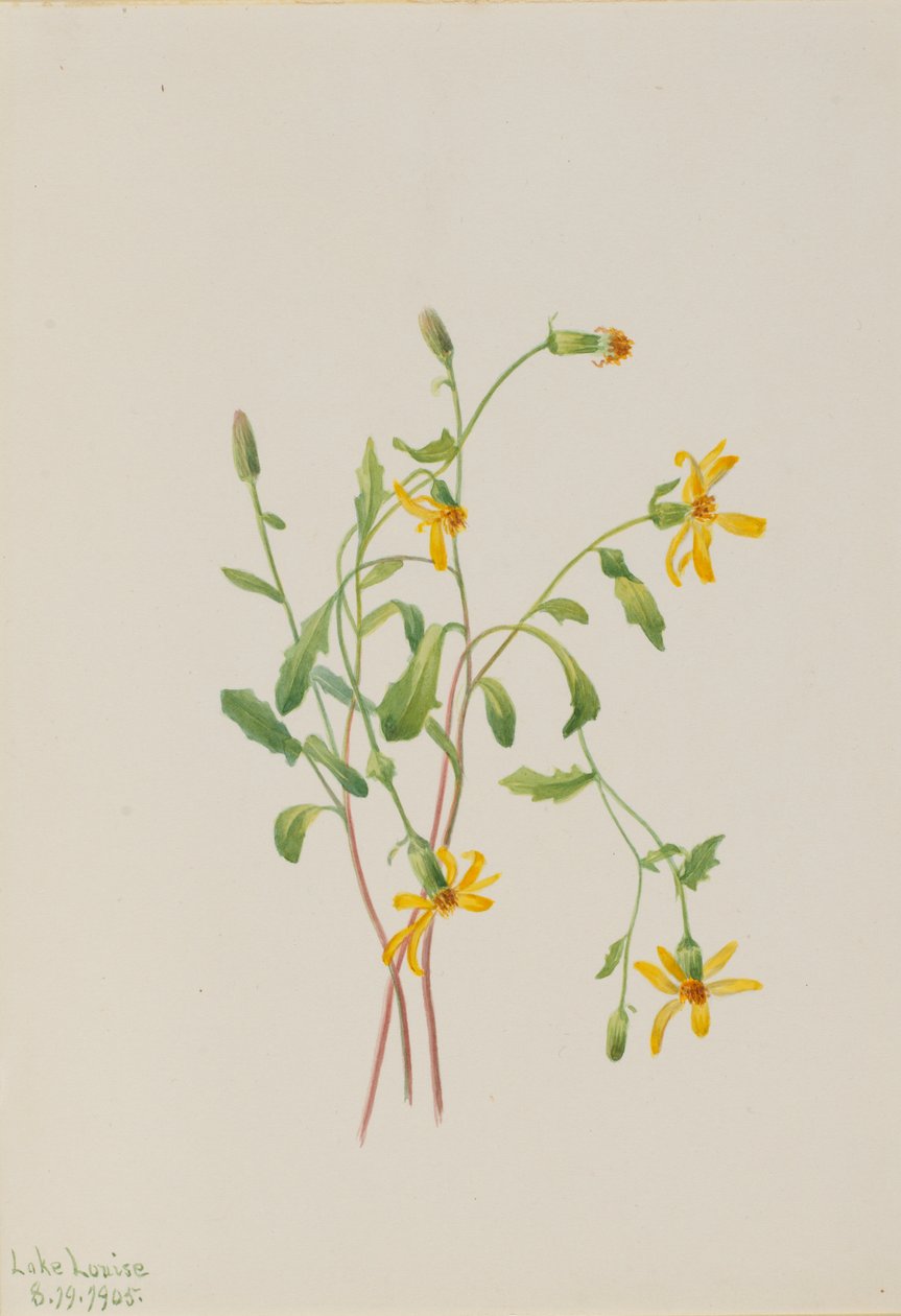Alpine Ragwort (Senecio lajit) tekijältä Mary Vaux Walcott