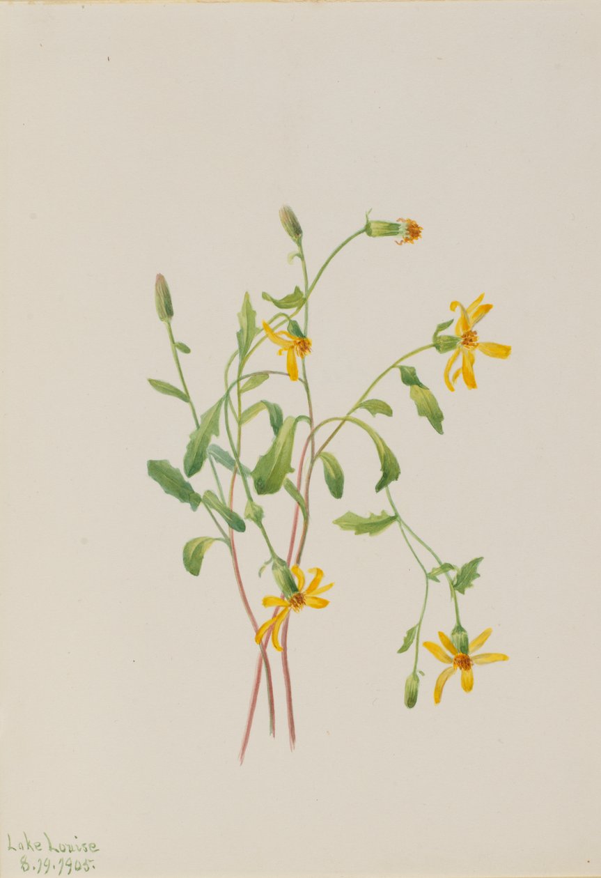Alpine Ragwort Senecio -laji, 1905. tekijältä Mary Vaux Walcott