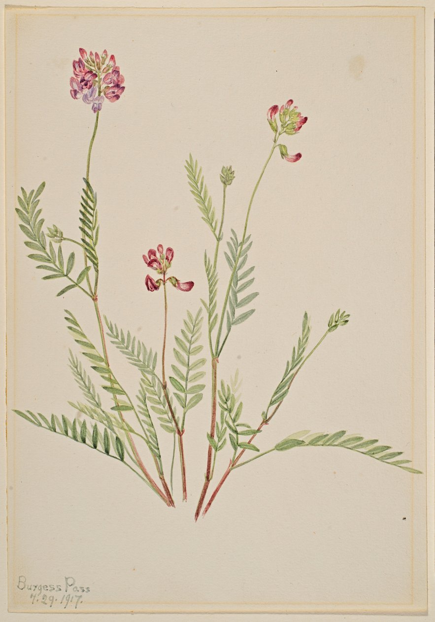 Alppivehnä (Astragalus bourgovii) tekijältä Mary Vaux Walcott