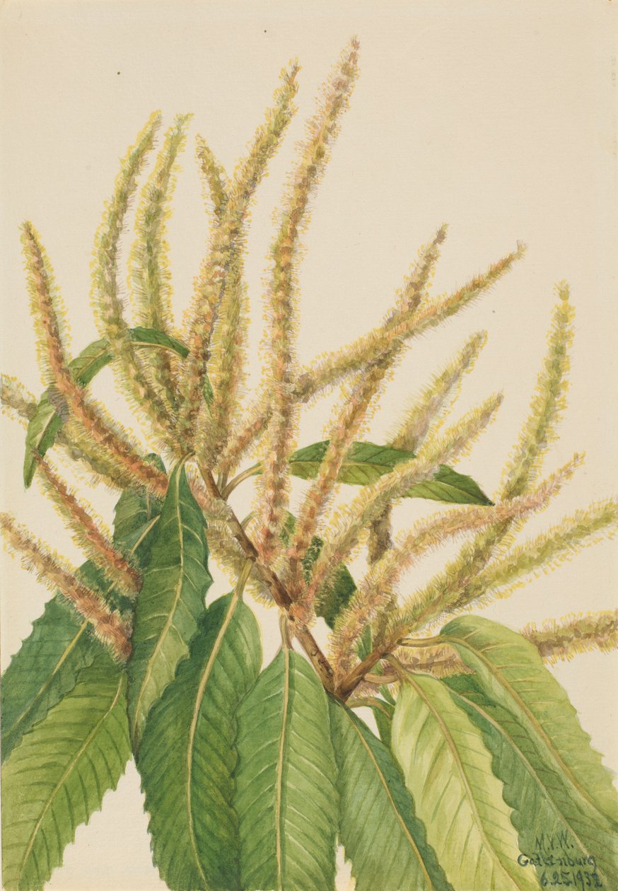Amerikan kastanja (Castanea dentata) tekijältä Mary Vaux Walcott