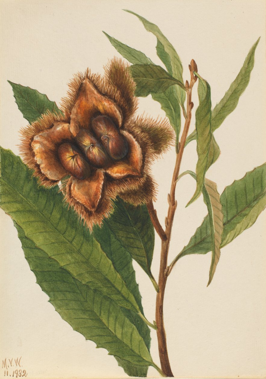 Amerikkalainen kastanja Castanea dentata, 1932. tekijältä Mary Vaux Walcott