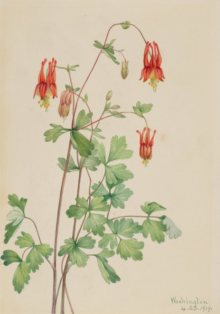 Amerikkalainen akileija (Aquilegia canadensis) tekijältä Mary Vaux Walcott
