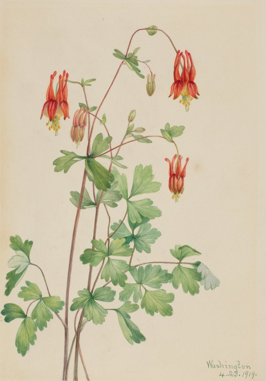 Amerikkalainen Columbine Aquilegia canadensis, 1919. tekijältä Mary Vaux Walcott