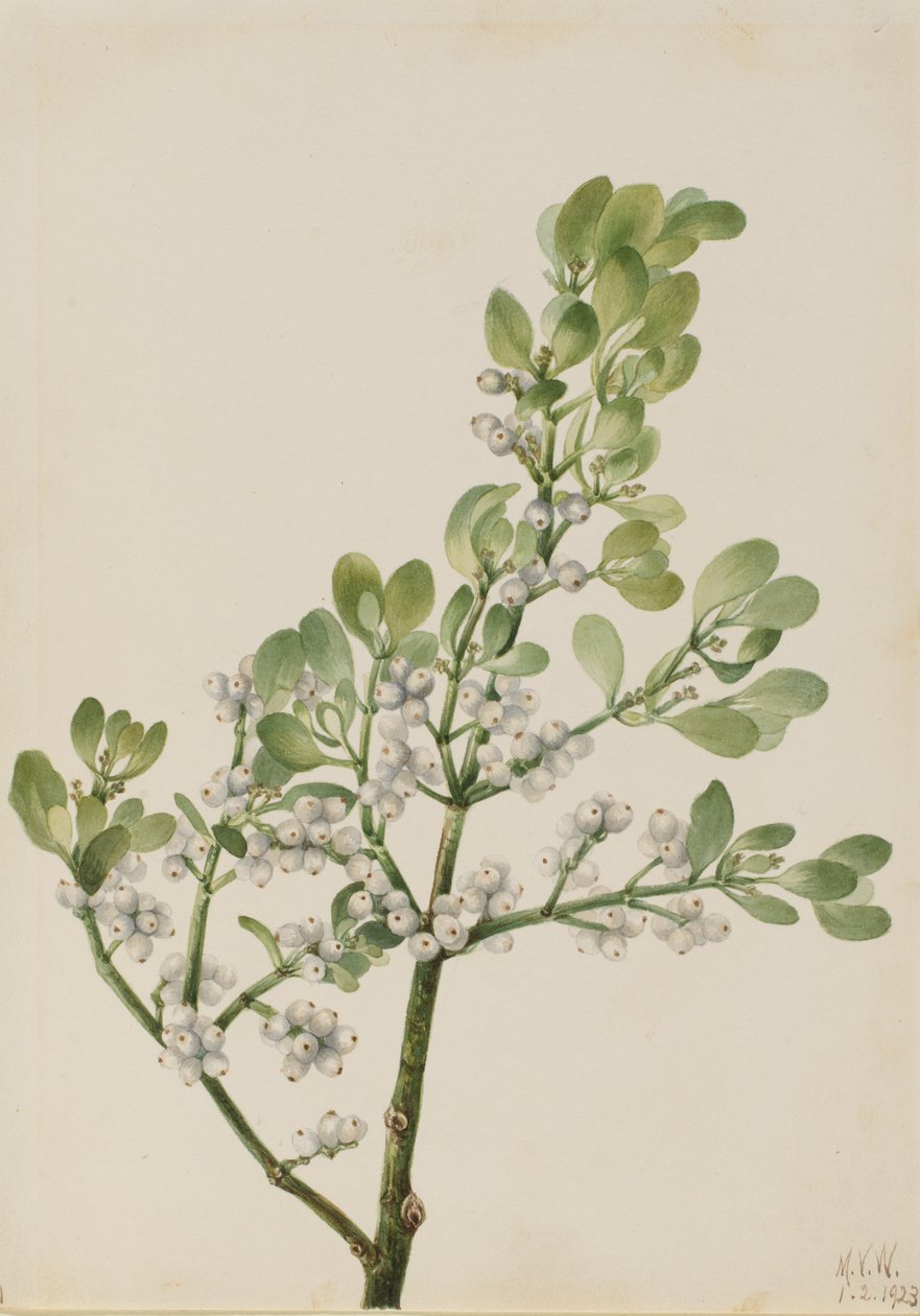 American Mistletoe Phoradendron flavescens, 1923. tekijältä Mary Vaux Walcott