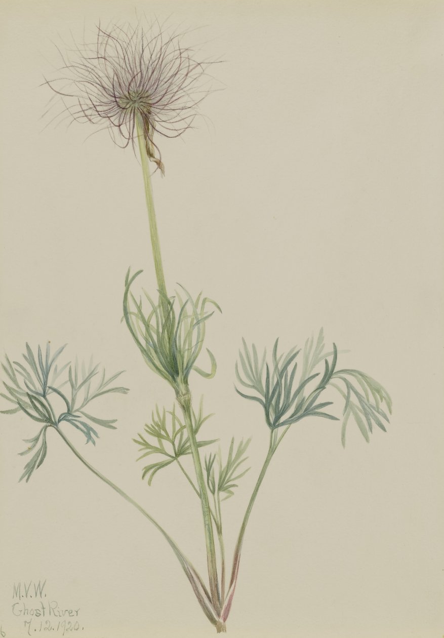 Amerikkalainen Pasqueflower (Pulsatilla ludoviciana) tekijältä Mary Vaux Walcott