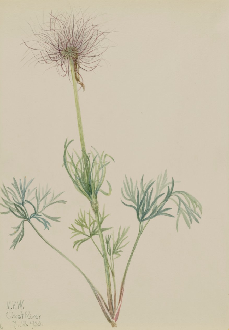 Amerikkalainen Pasqueflower Pulsatilla ludoviciana, 1920. tekijältä Mary Vaux Walcott