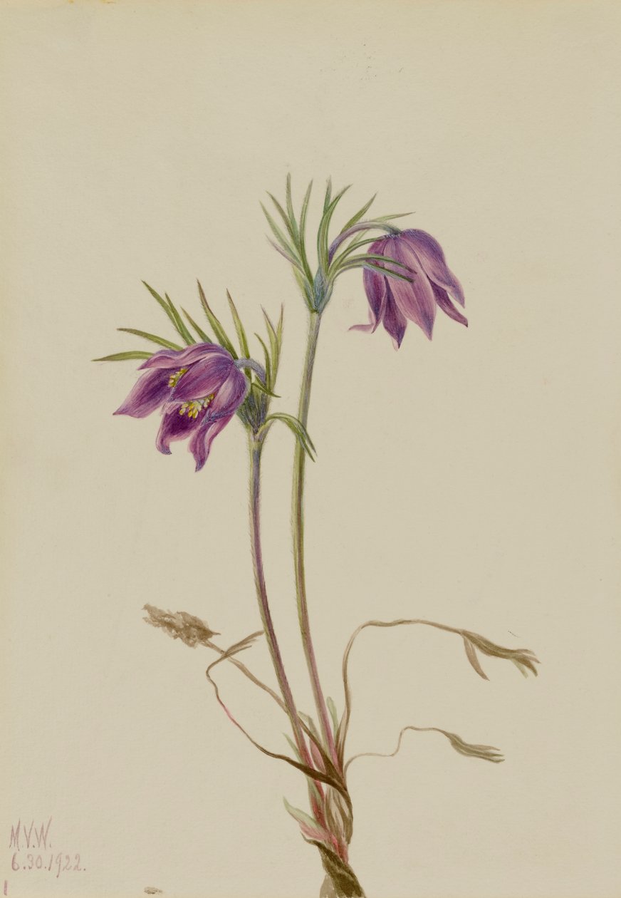 Amerikkalainen Pasqueflower Pulsatilla ludoviciana, 1922. tekijältä Mary Vaux Walcott